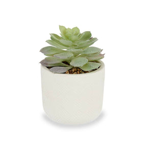 Pianta Decorativa Succulenta Plastica 14 x 13,5 x 14 cm (12 Unità)