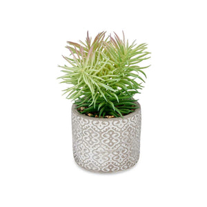 Pianta Decorativa Succulenta Legno Plastica 12 x 22 x 12 cm (8 Unità)